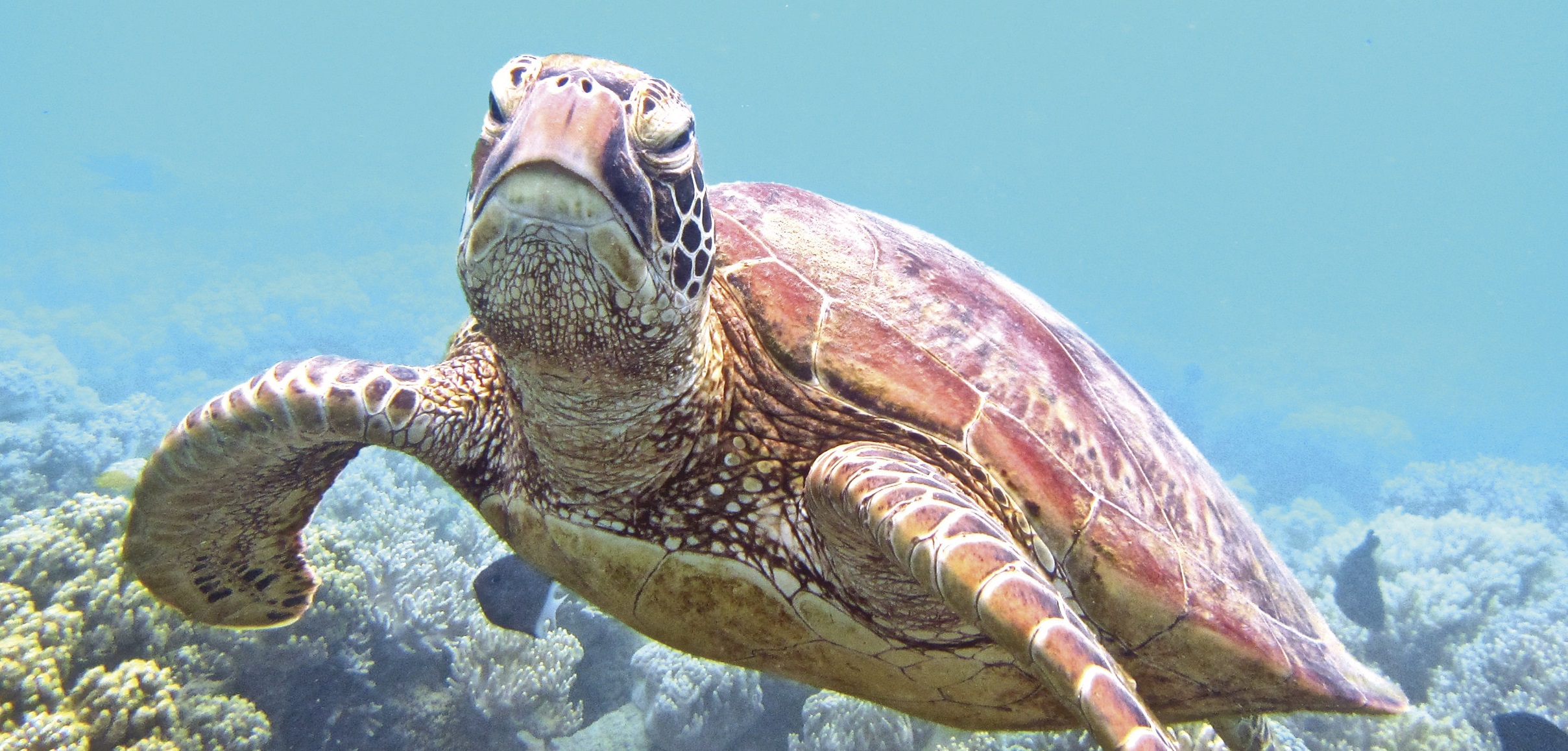 Sea Turtle off Low Isle, Great Barrier Reef, QLD Sea Turtle off Low Isle, Great Barrier Reef, QLD