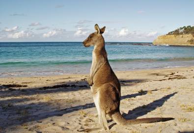 kangaroo dreaming