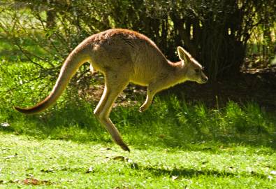 jumping roo