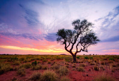 AU_Outback_Hakea_Tree_shutterstock_1027890919