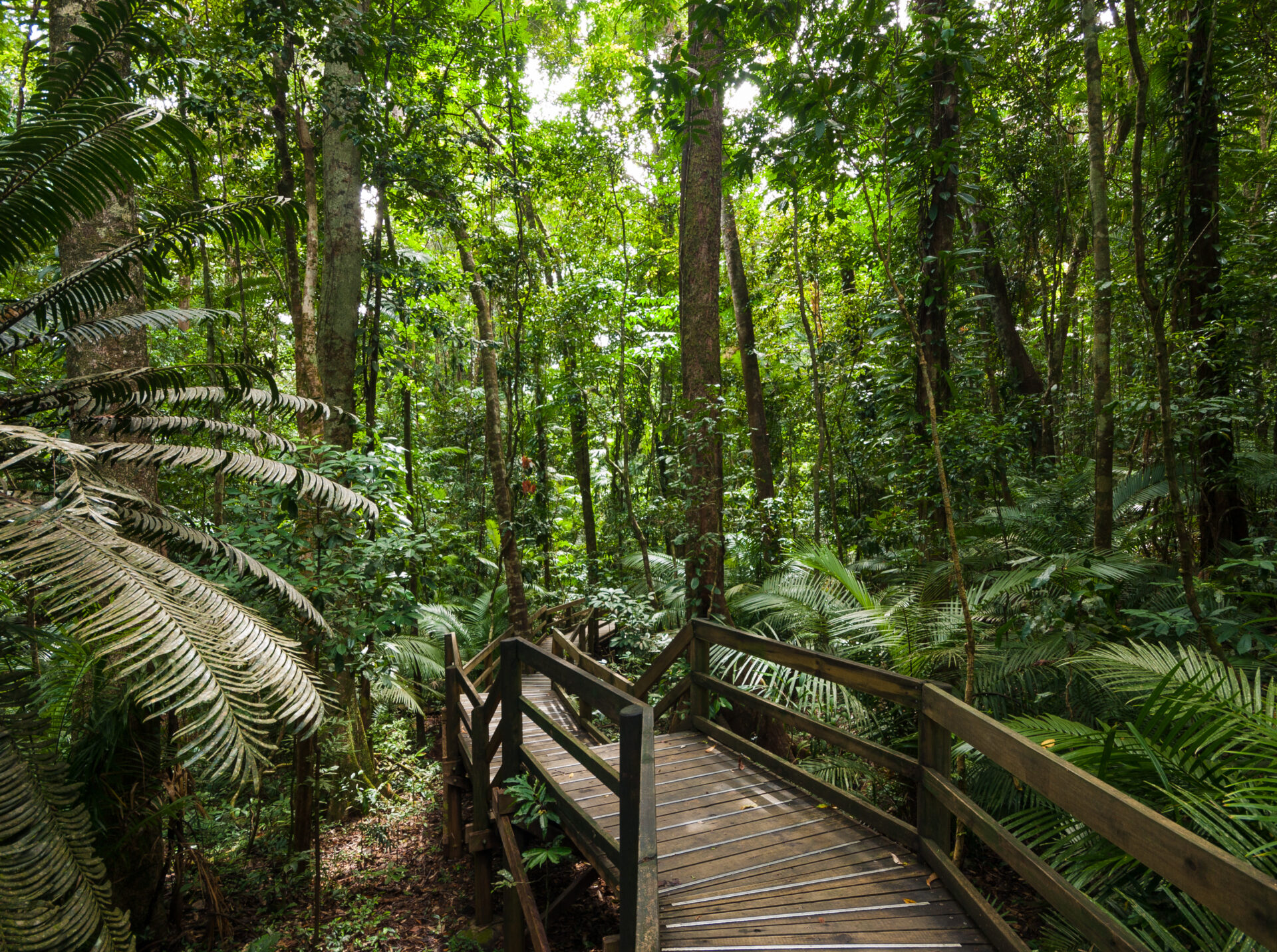 Daintree Regenwald Queensland mit hohen Bäumen, Boardwalk und Farnen – ältester tropischer Regenwald der Welt und UNESCO-Weltkulturerbe.