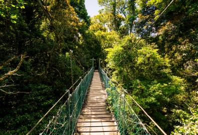 Suspended rainforest walk in the Gold Coast Hinterland