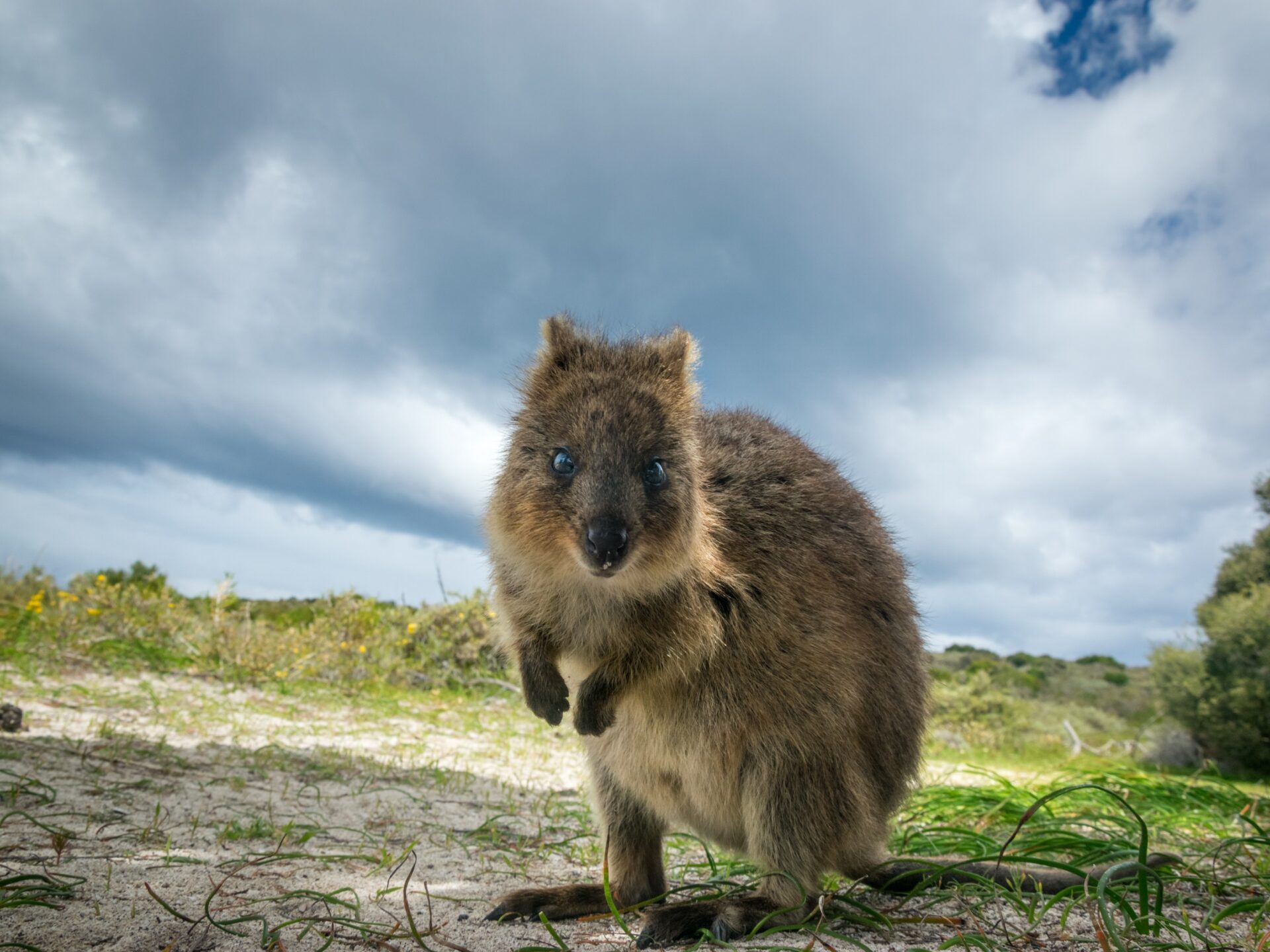 Quokka auf Rottnest Island vor Perth mit niedlichem Lächeln, grüner Vegetation und bewölktem Himmel.