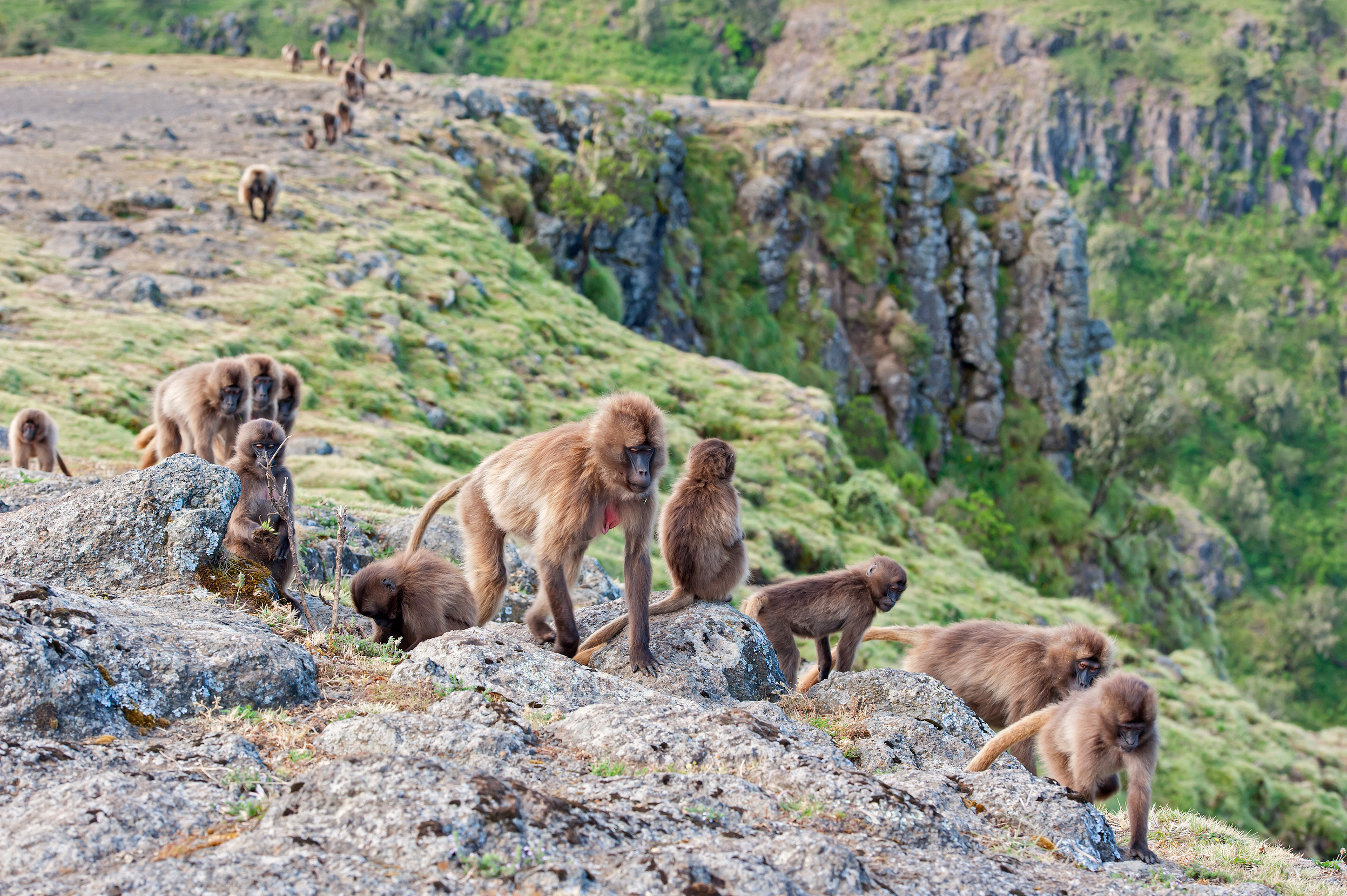 Gelada Baboons in the Simien Mountains Gelada Baboons in the Simien Mountains