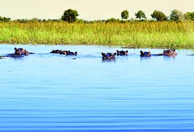 Flusspferde im Okavango