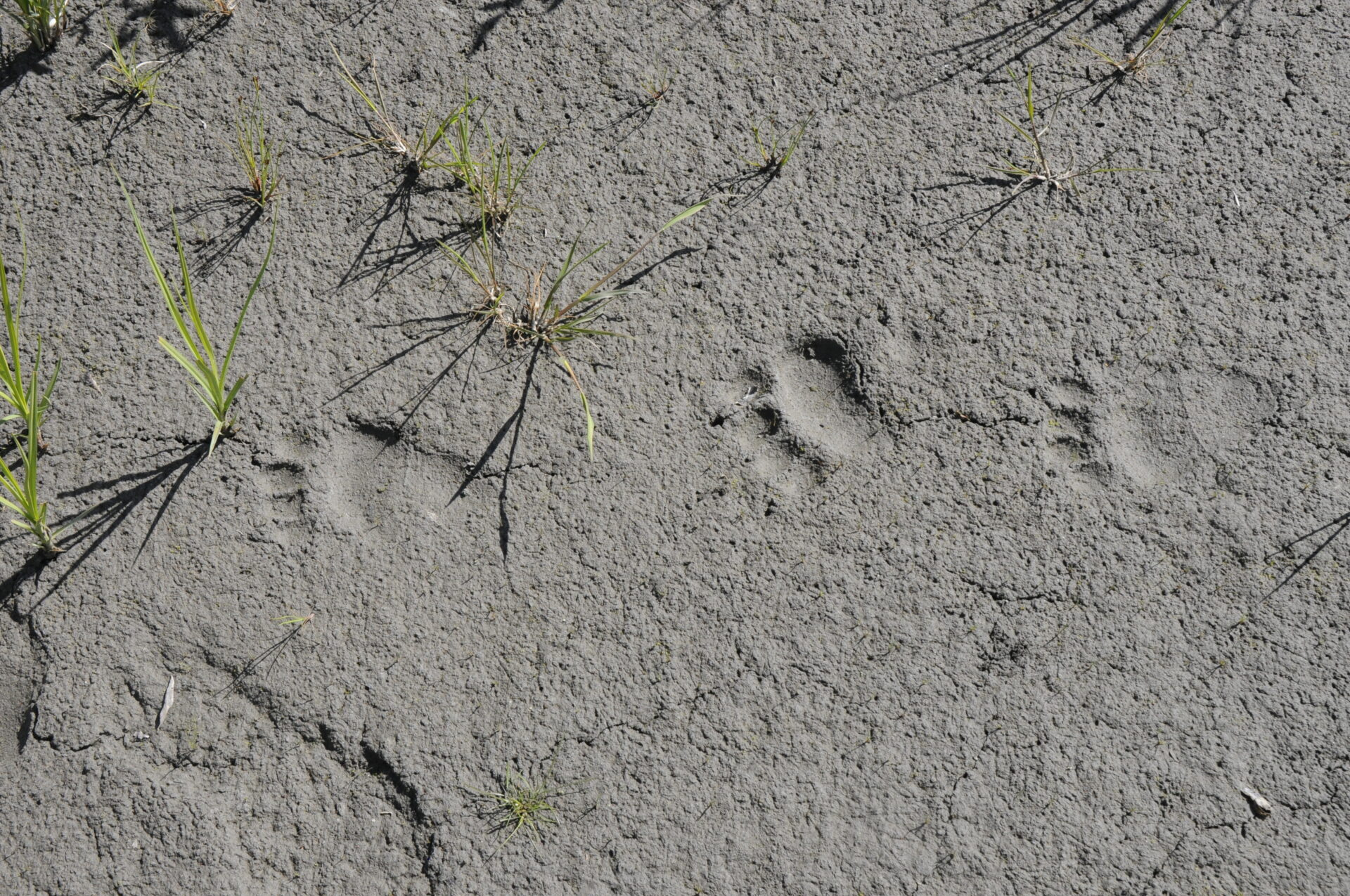 Fußabdrücke von Bären