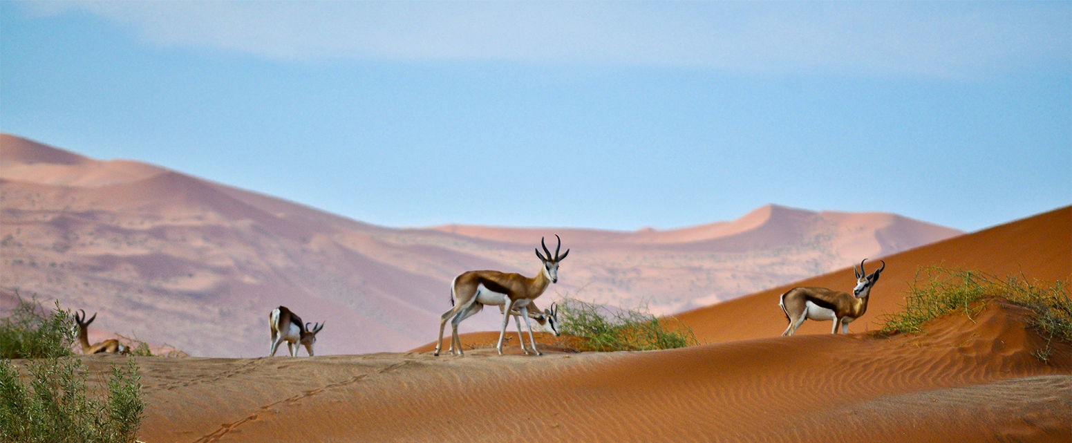 Dünnen von Sossusvlei in Namibia