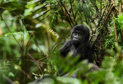 Uganda - die Heimat der Berggorillas