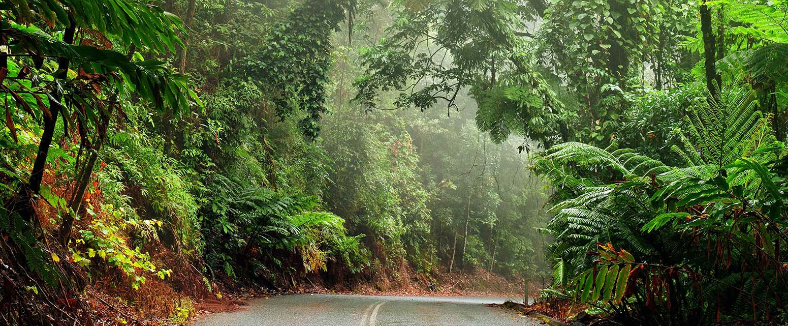 Header_Australien_Daintree NP_iStock-505867254