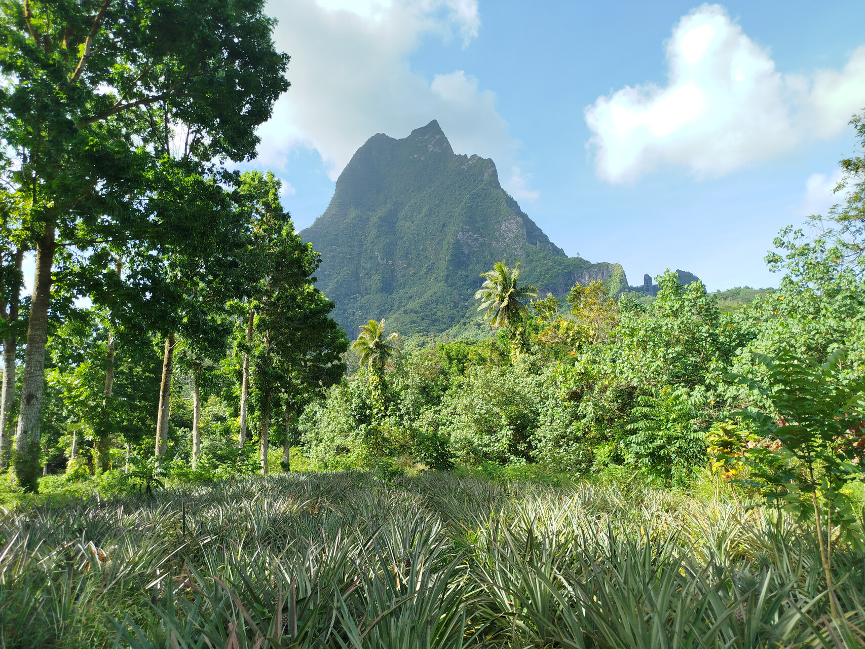 Moorea in Französisch-Polynesien: Moosgrüne Berge, üppige Natur und ruhige Lagune – magische Südseeinsel für Wanderer und Naturliebhaber.

