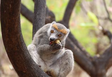 Madagaskar - Lemur
