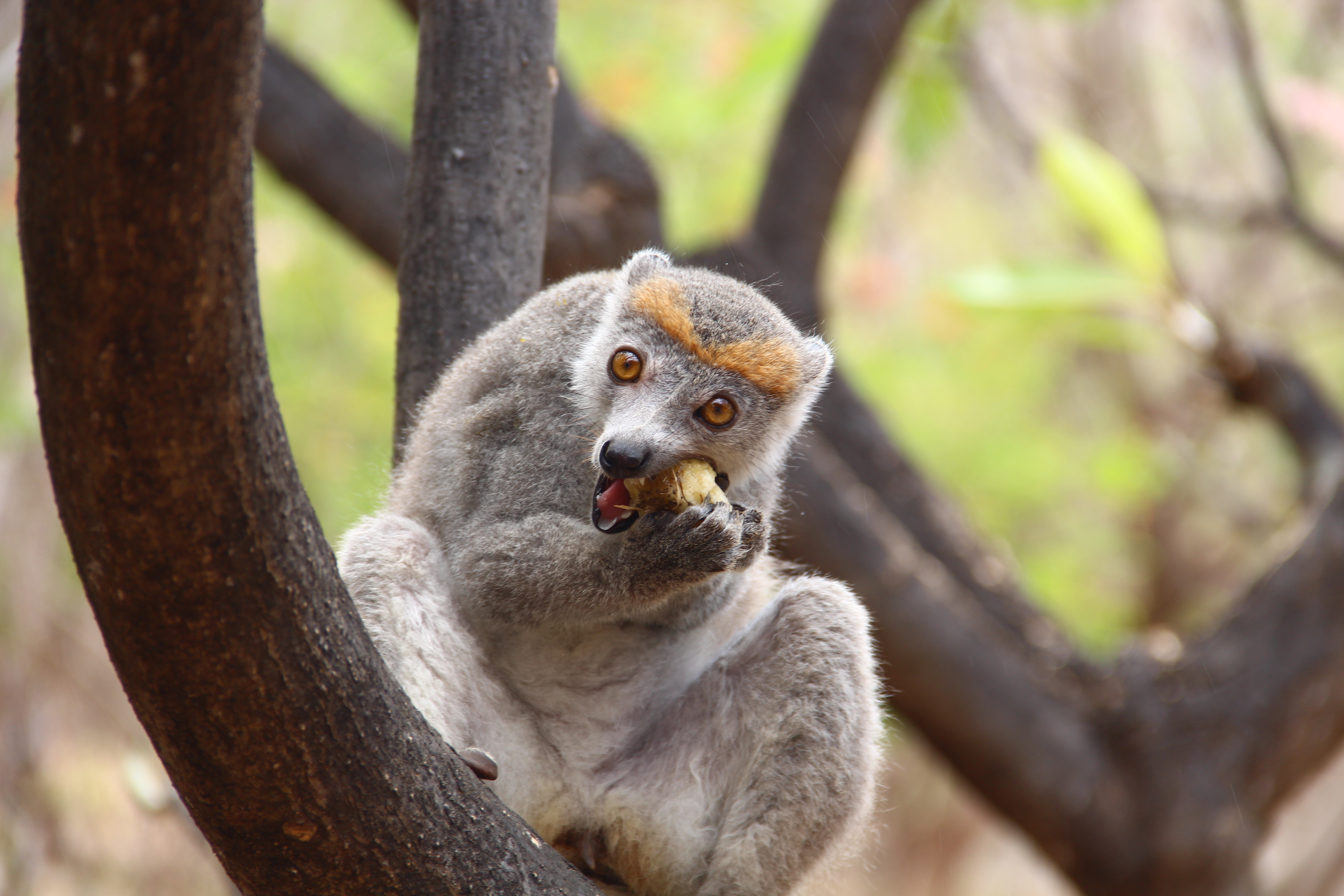 Madagaskar Lemur Madagaskar Lemur