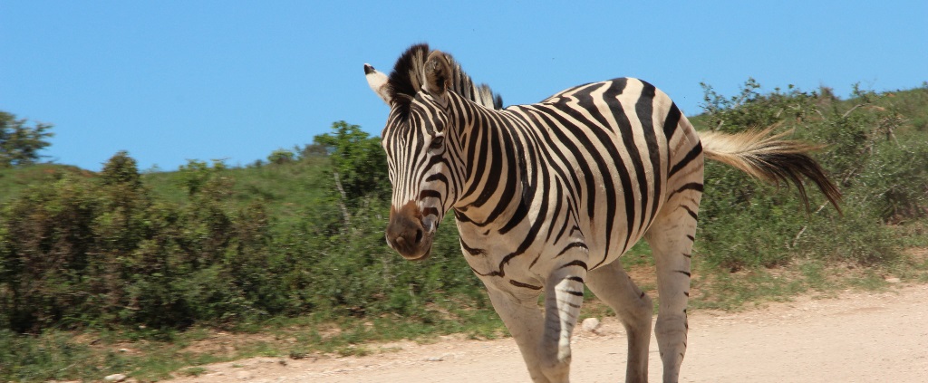 Südafrika Zebra Südafrika Zebra