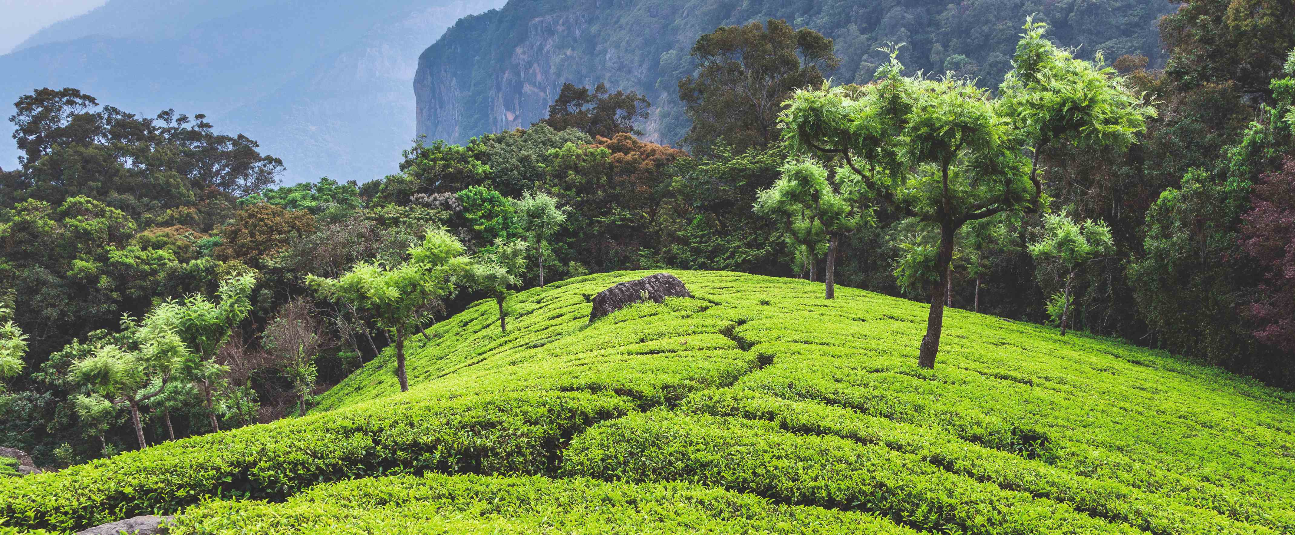Indien – Kerala Teeplantage