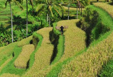 Reisfelder bei Ubud, Bali