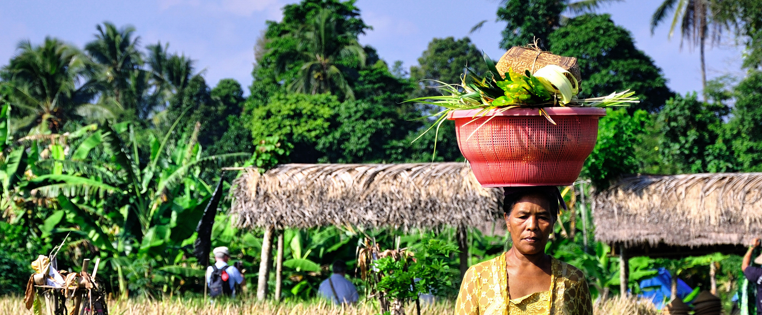Indonesien_Java, Sulawesi & Bali_Reisfeld Indonesien_Java, Sulawesi & Bali_Reisfeld