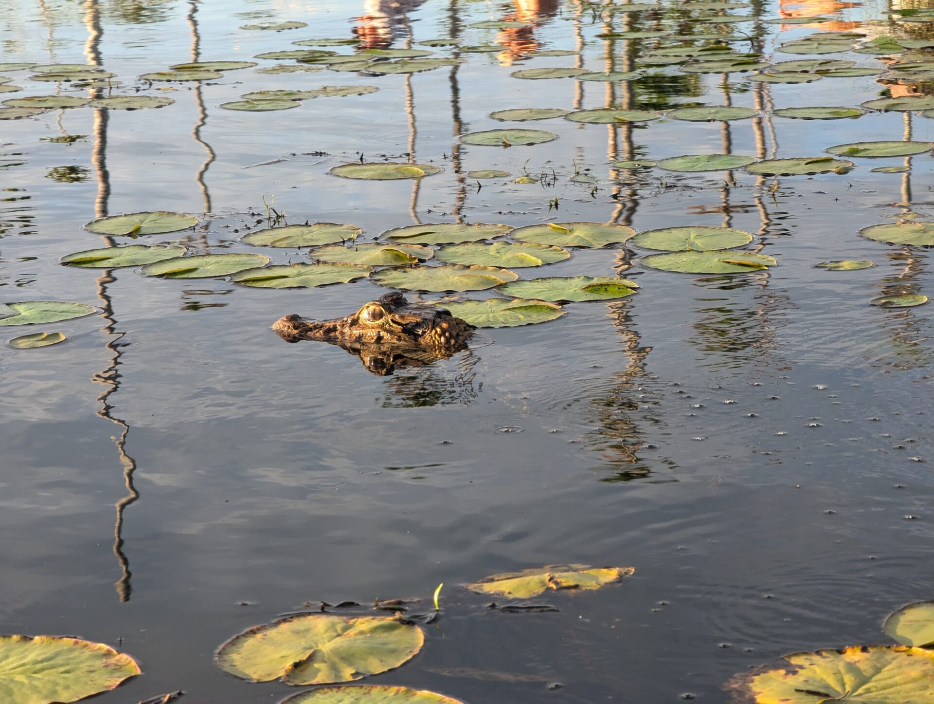 Kaiman im Lago Sandoval