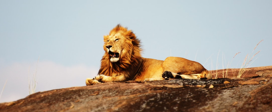 Serengeti Nationalpark – Löwe Serengeti Nationalpark - Löwe