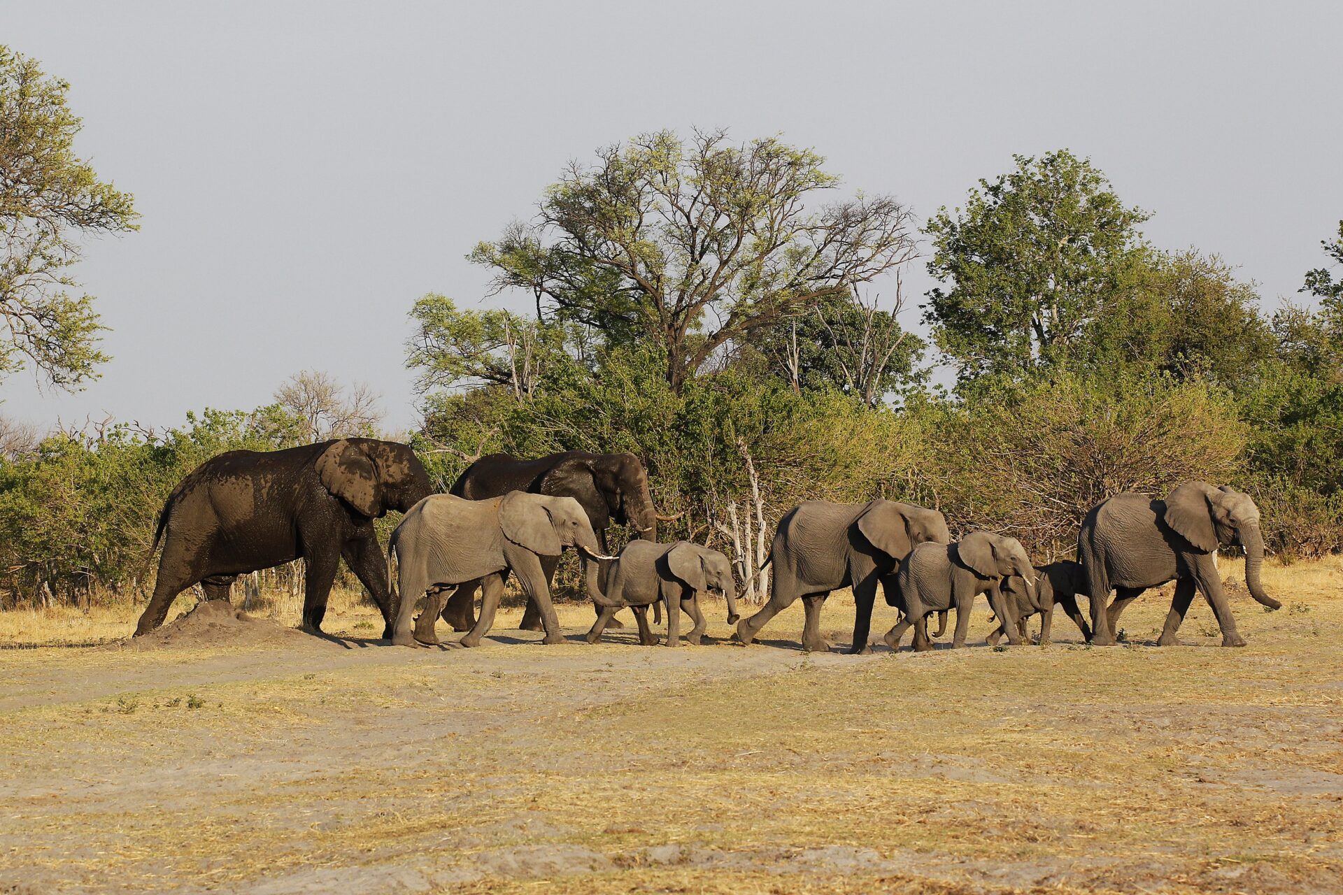 Elefanten im Moremi Wildreservat