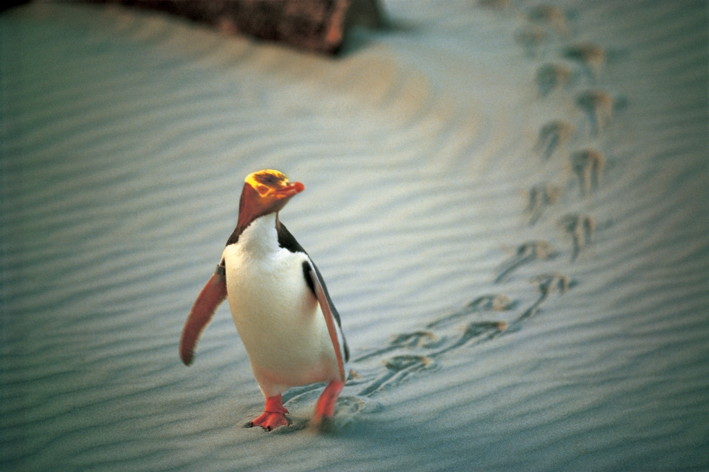 NA02-Penguin-Place-Otago NA02-Penguin-Place-Otago