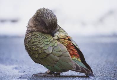 Neuseeland - Vogel