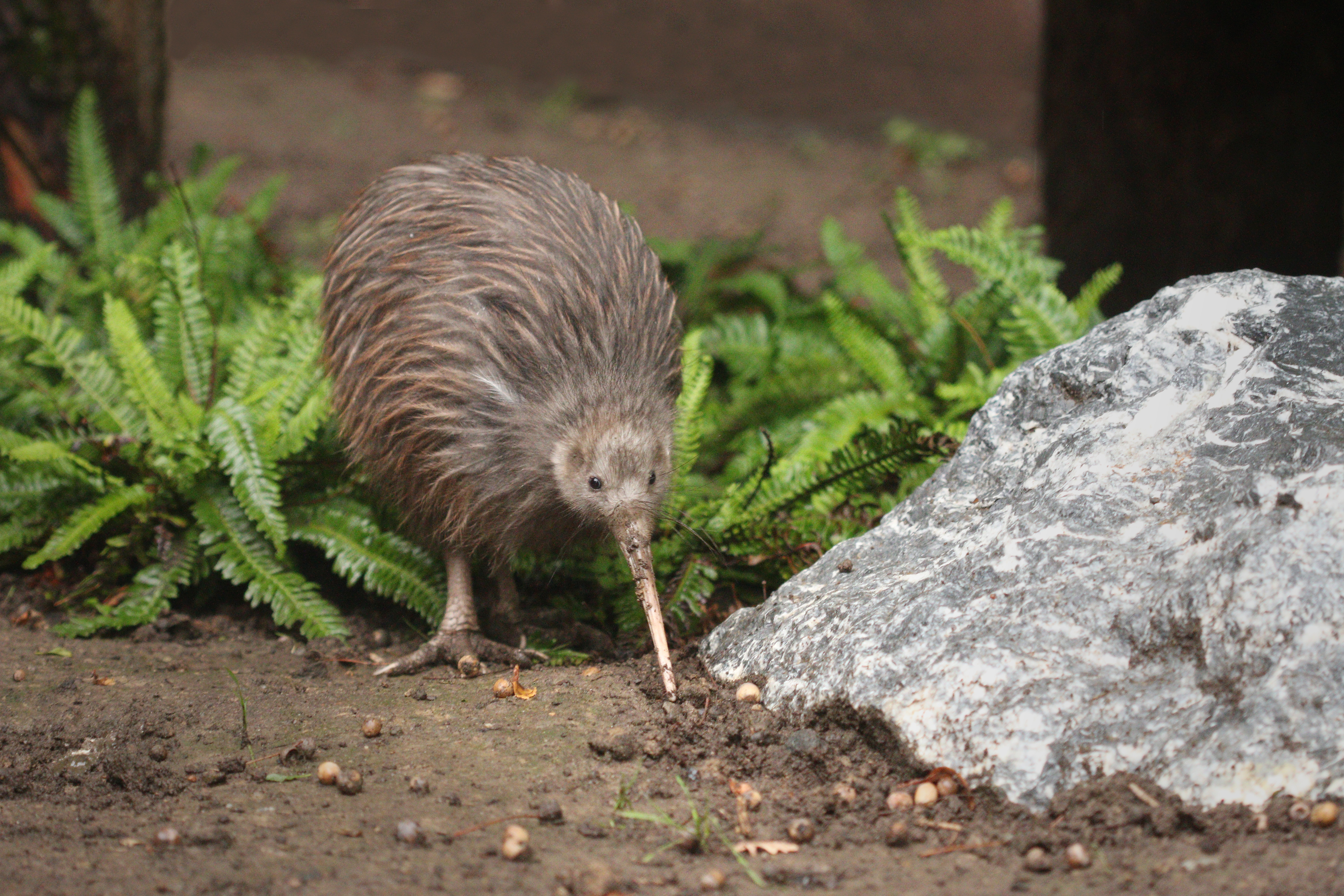 Kiwi-Vogel