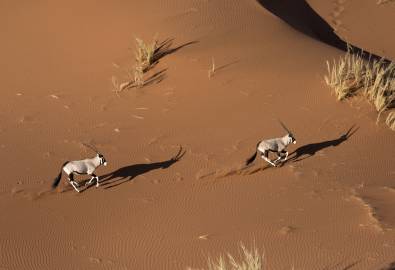 Oryx in den Sanddünen