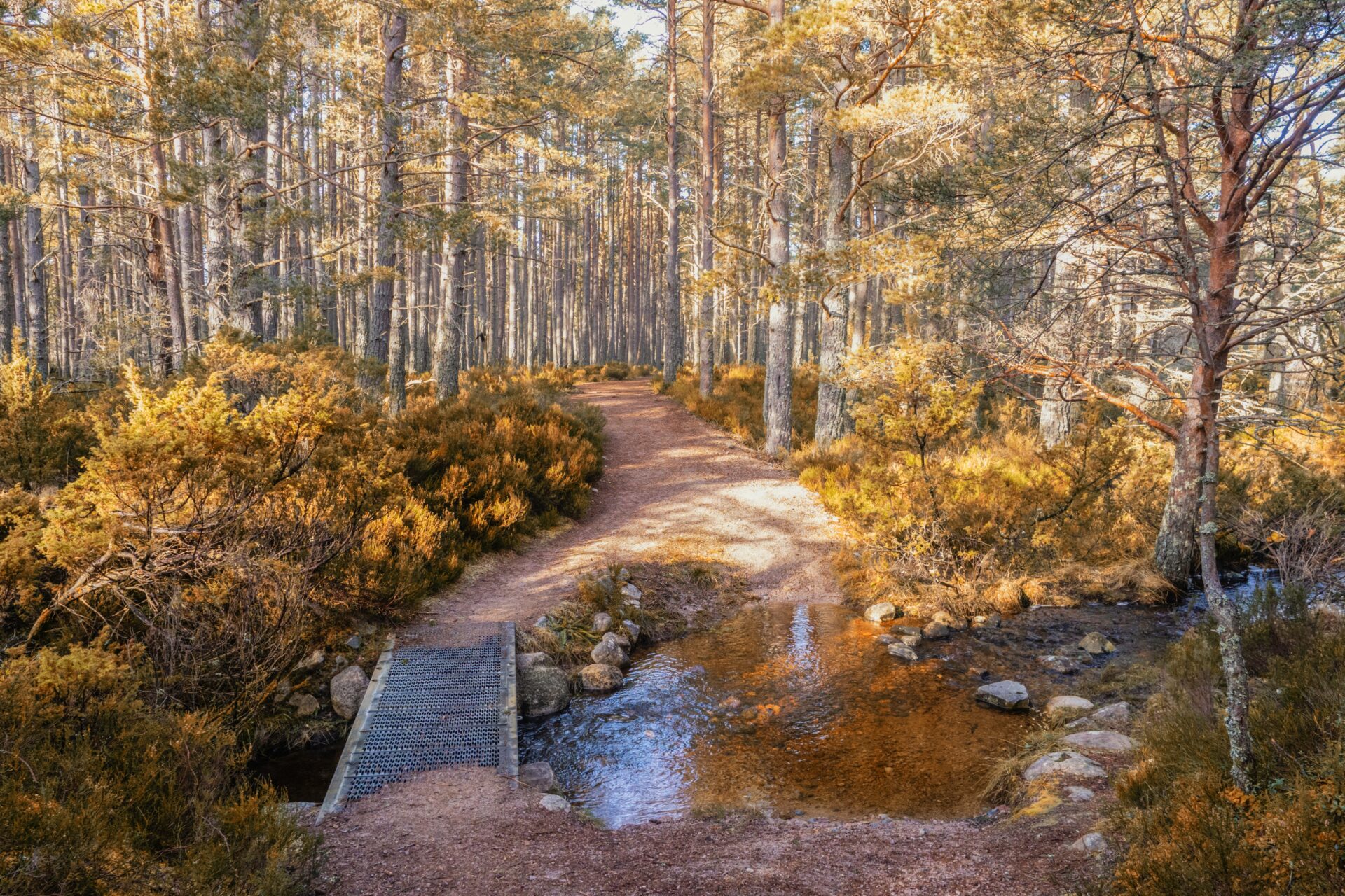 Rothiemurchus Forest