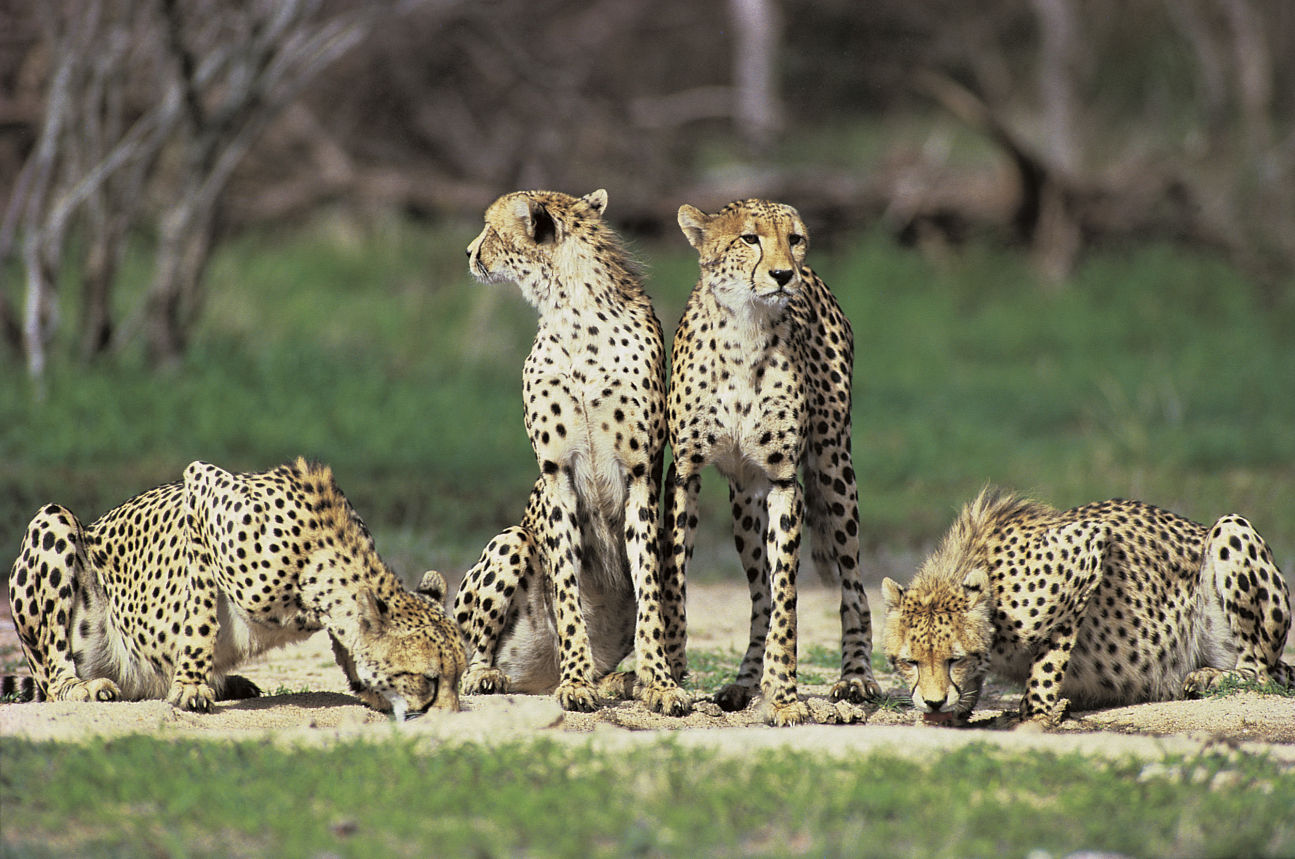 SA_Krüger NP_ Geparden SA_Krüger NP_ Geparden