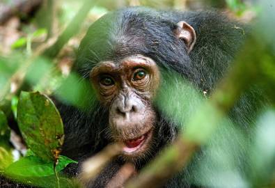 Schimpanse in ihre natürliche Umgebung