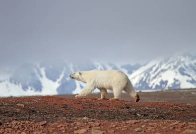 Spitsbergen, Polarbär © Oceanwide Expeditions