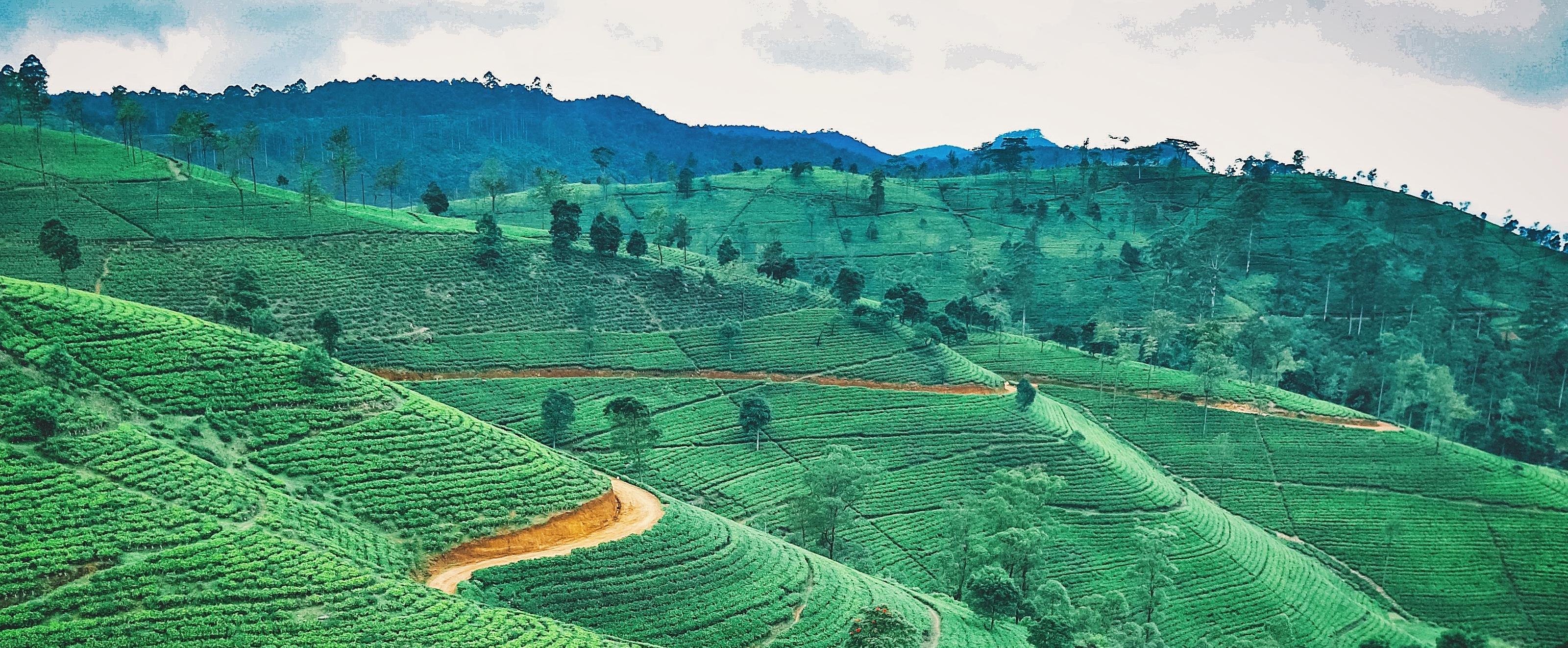 Sri Lanka – Reisfeld