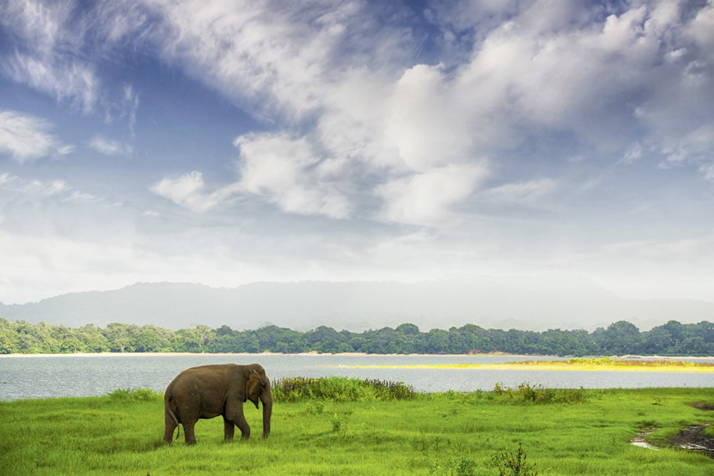 Elephant in Minneriya Wildlife Reserve, Sri Lanka Elephant in Minneriya Wildlife Reserve, Sri Lanka