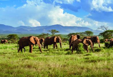 Elefantenherde im Krüger Nationalpark