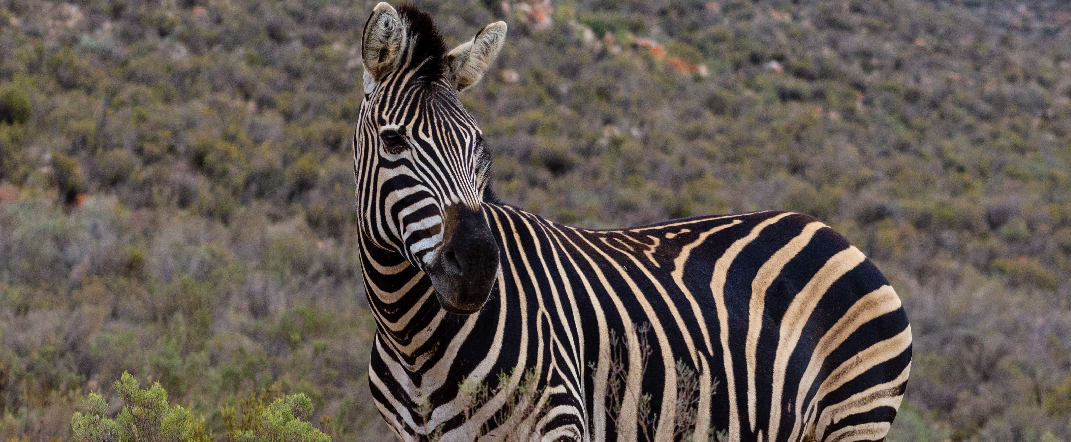 Zebra Zebra