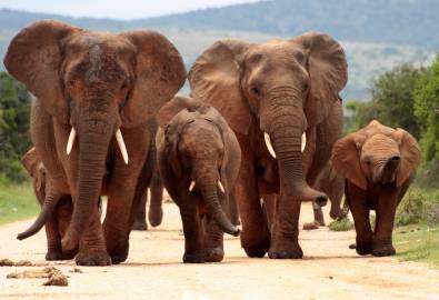 Elefanten im Addo Nationalpark