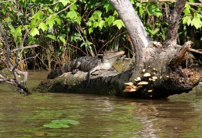 Alligator - Sumpfland Louisiana