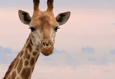 Giraffe - Krüger Nationalpark