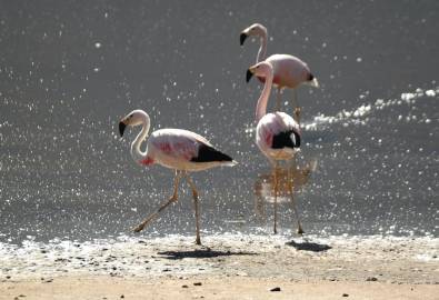 Flamingos in der Laguna Chaxa im Norden Chiles