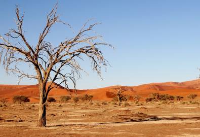 Kalahari Wüste