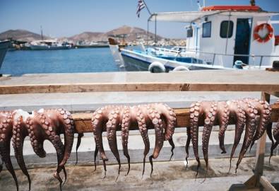 Tintenfische Hafen Montenegro