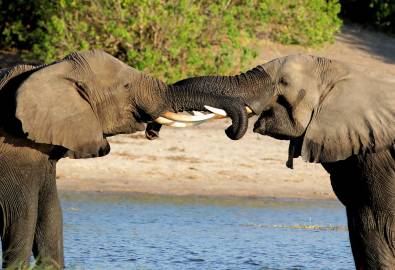 Elefanten im Kasane Nationalpark, Botswana