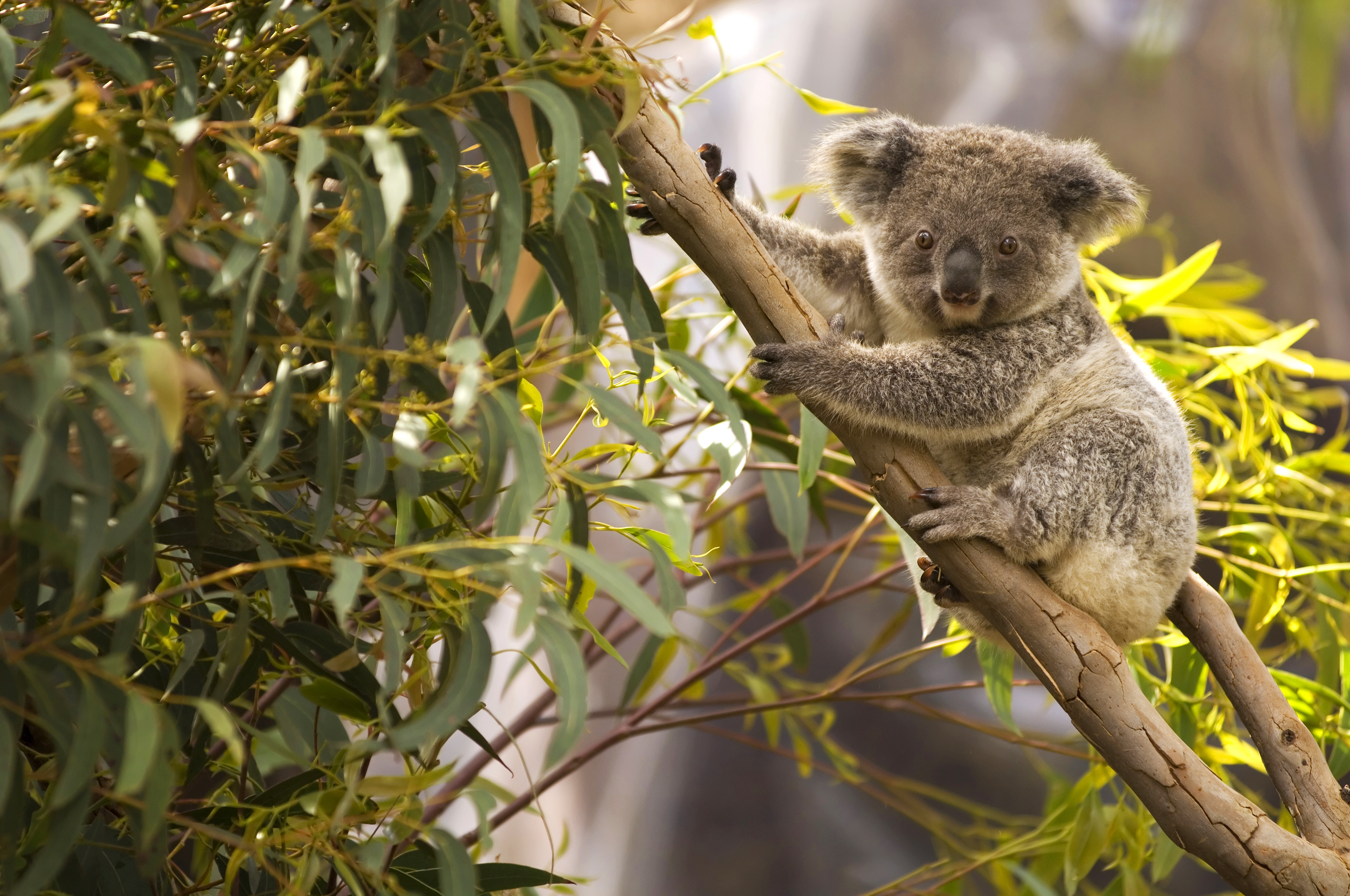 Koala Koala