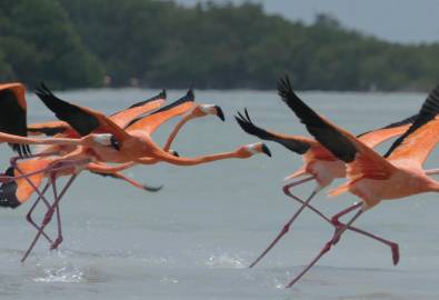 Mexiko Reise - Flamingos in Yucatàn