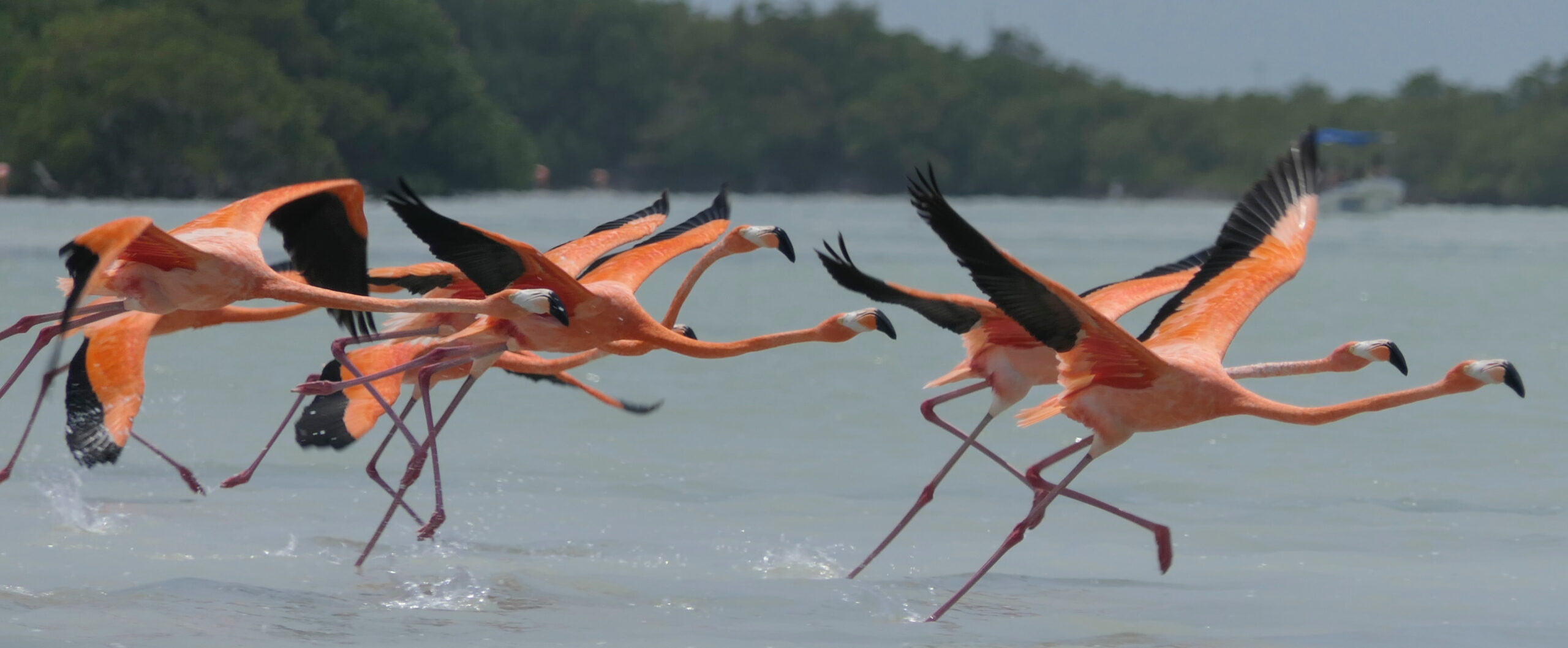 Mexiko Reise - Flamingos in Yucatàn