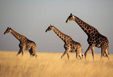 Namibia - Giraffen