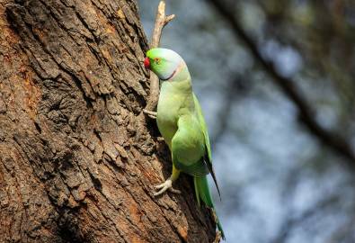 Papagei im Bharatpur Bird Sanctuary