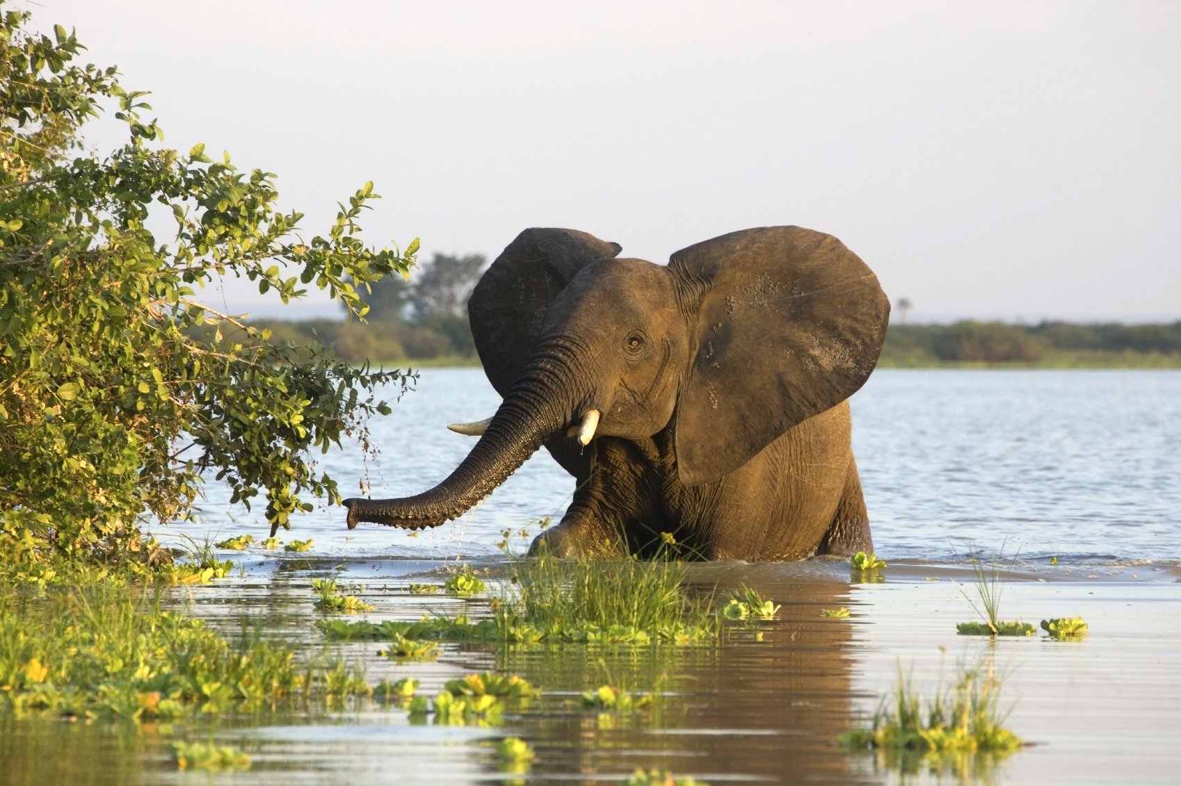 Elefant im Selous-Game-Reserve Elefant im Selous-Game-Reserve