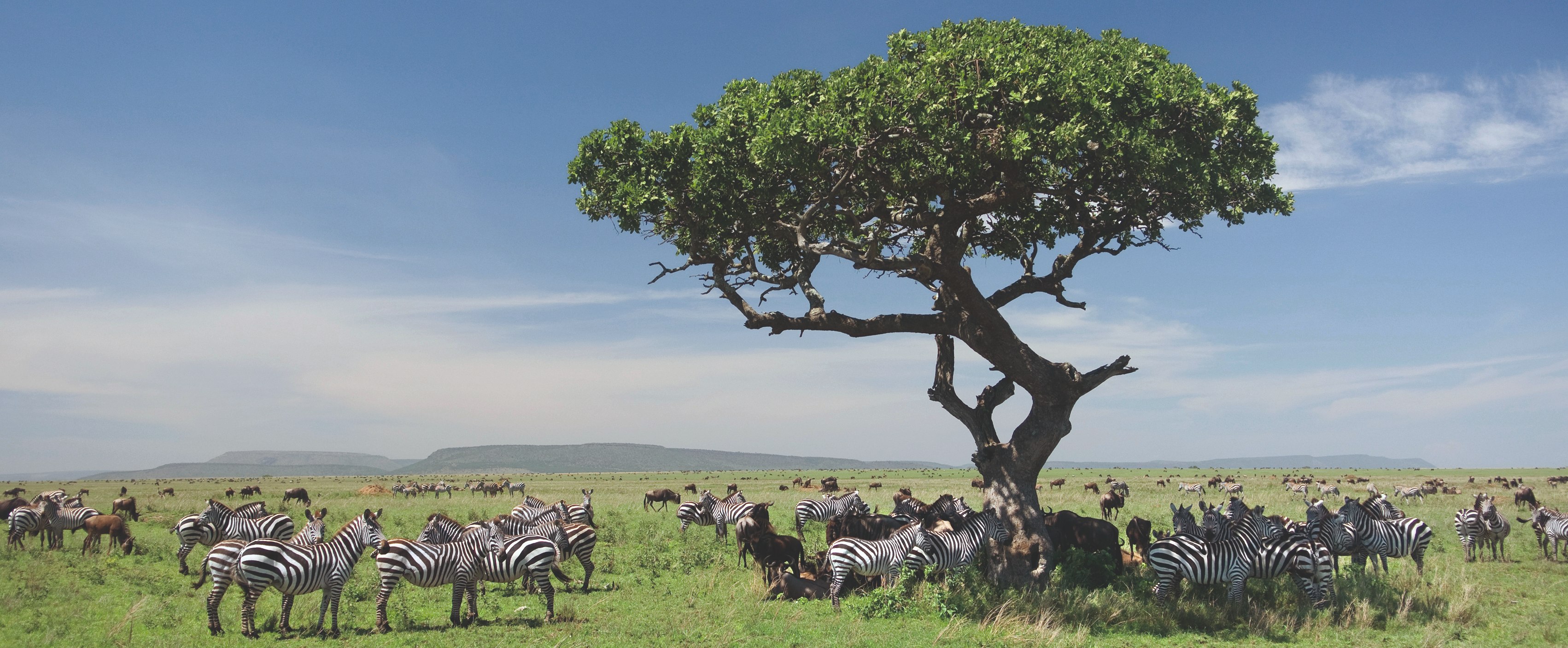 Serengeti – Zebras