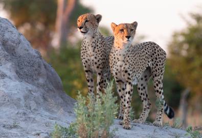 Botswana - Geparden
